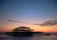 STARLINGS-ABSTRACT-WEST-PIER STARLINGS-ABSTRACT-WEST-PIER