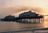 03-west-pier-starlings 03-west-pier-starlings