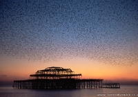 STARLINGS-WAVE-WEST-PIER STARLINGS-WAVE-WEST-PIER