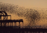 starlingswestpier101
