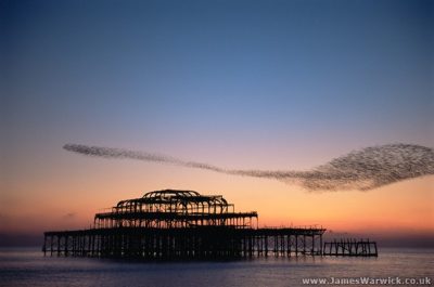 02-STARLINGS-ABSTRACT-WEST-PIER@body